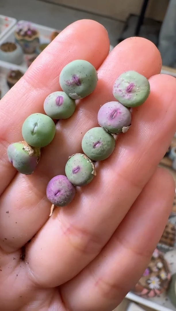 2-16多肉植物肉锥歌姬红嘴一颗