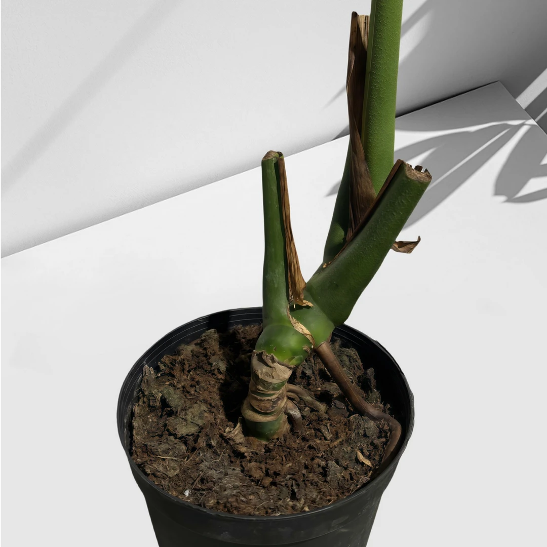 裸桩/老桩龟背竹1株观叶植物室内防辐射办公室去甲醛/无售后！！