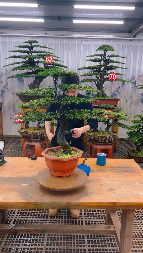 无花朵精品盆景直播间一物一拍