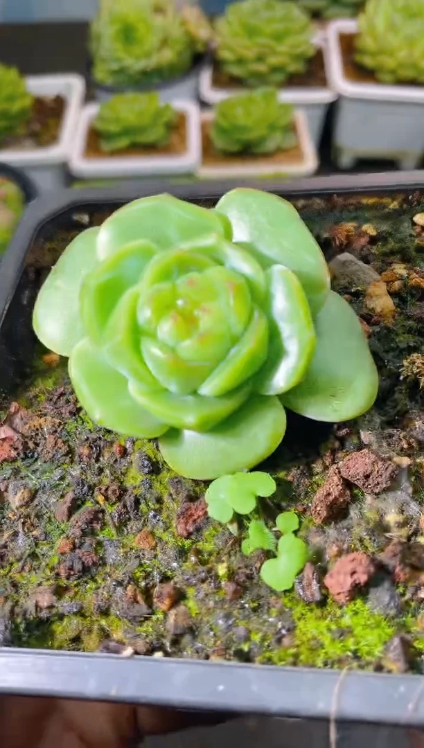 106新珍妮一物一拍