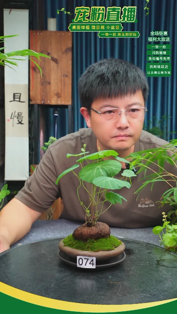无花朵向**笙苔藓微景观074号