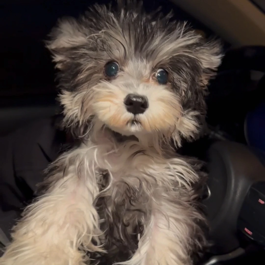 【海柱·雪纳瑞】萌宠雪纳瑞