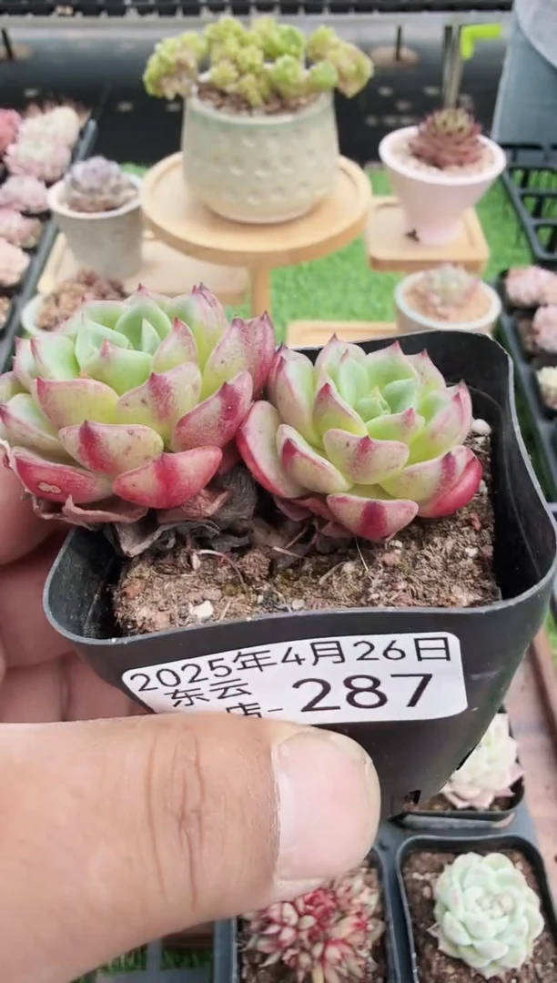 东云多肉园二店-287