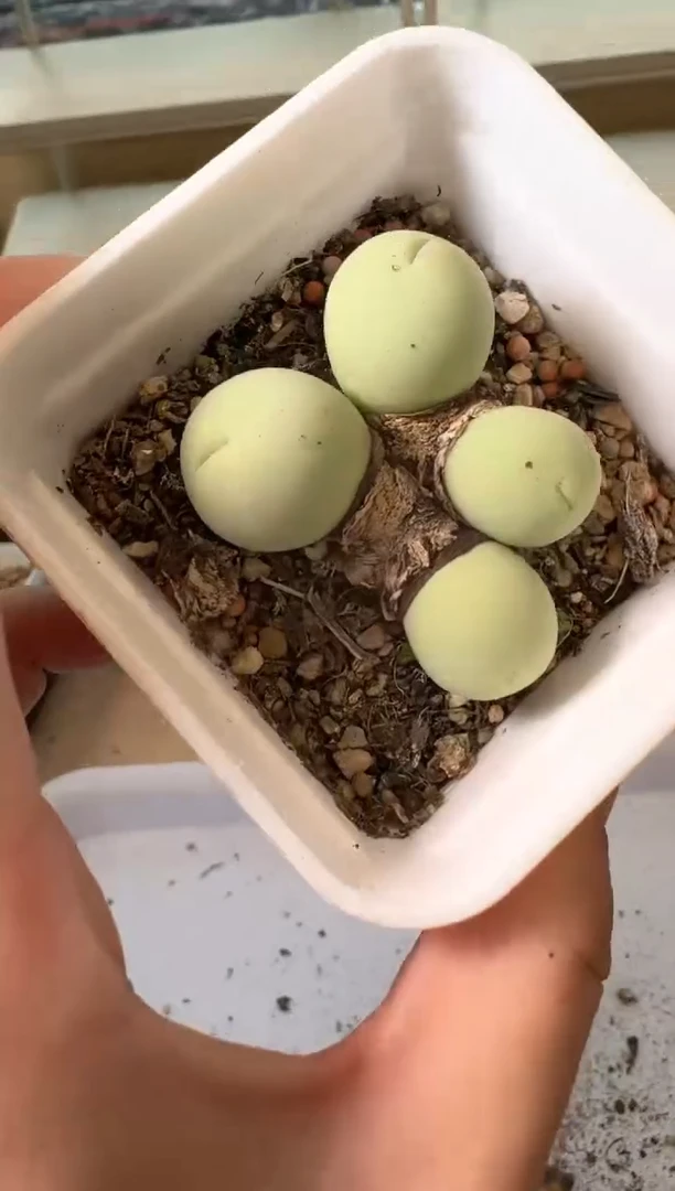 24-36多肉植物肉锥