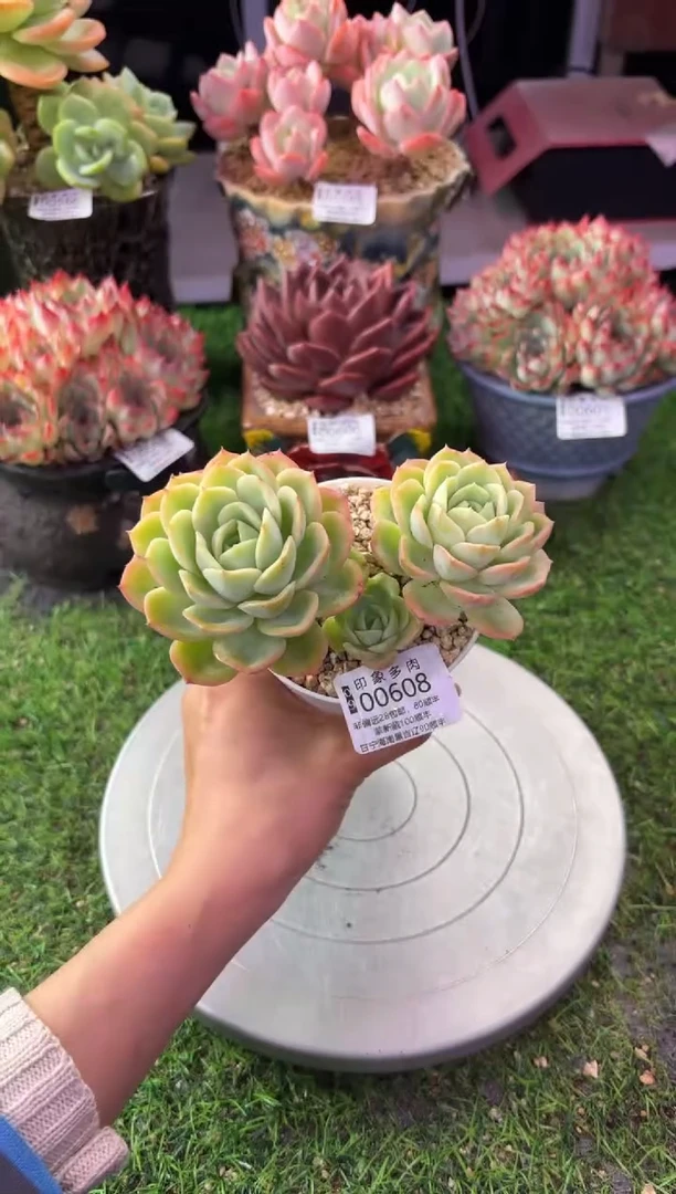 昆明印象多肉00608