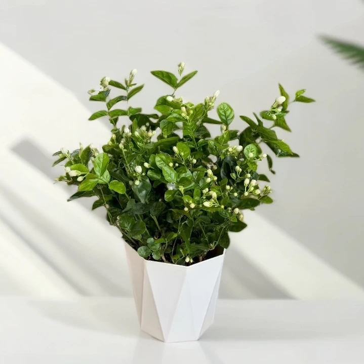 横州重瓣香水茉莉花盆栽地栽阳台绿植花卉开花香