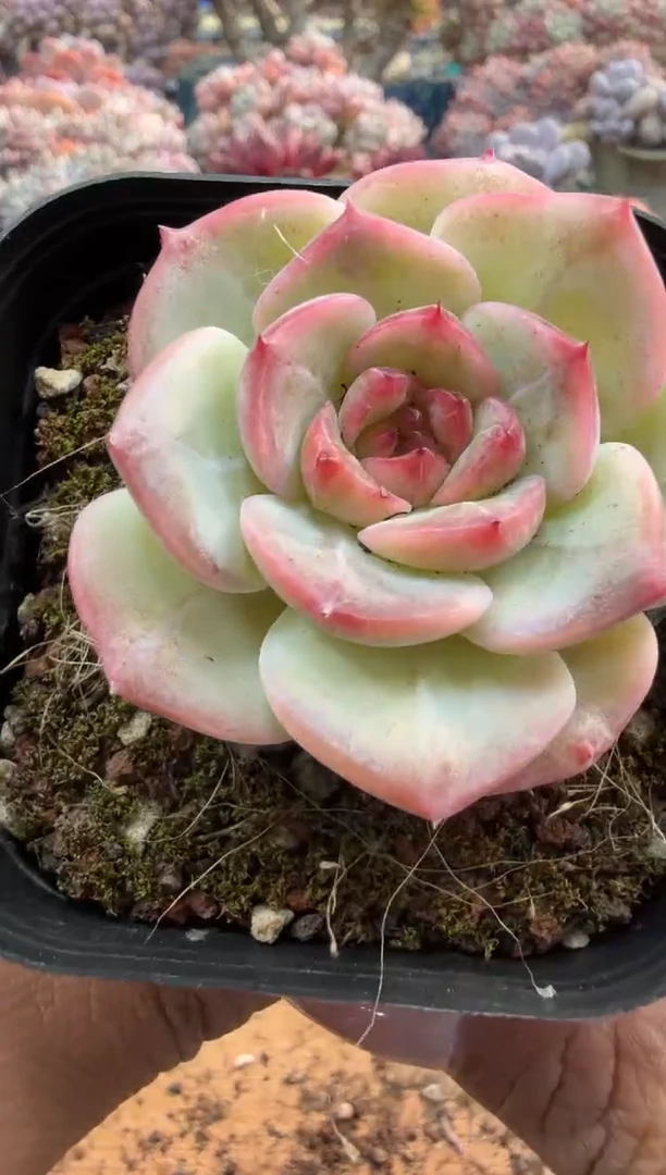 东云多肉园二店-544