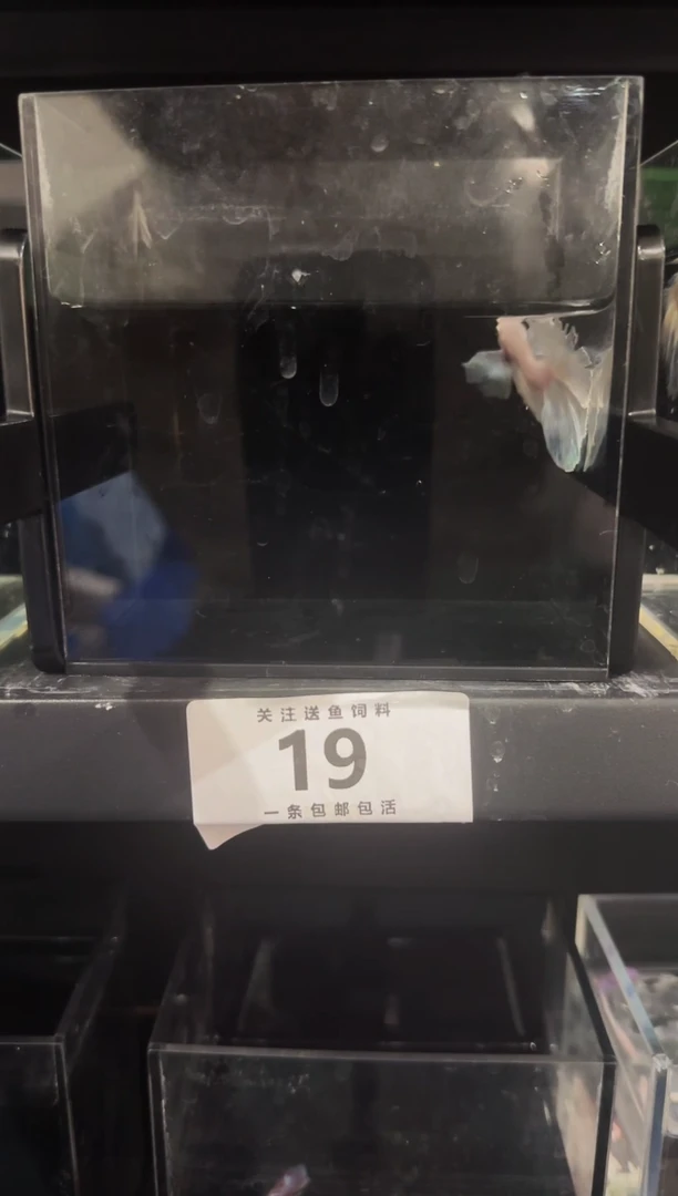 斗鱼直播竞拍链接19