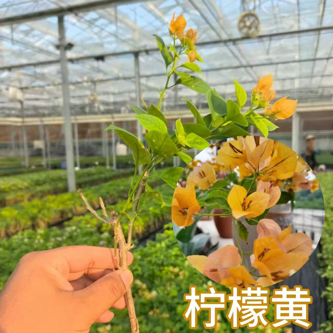 柠檬黄【全场2单发顺丰】带花勤花四季开花三角梅苗带花发货