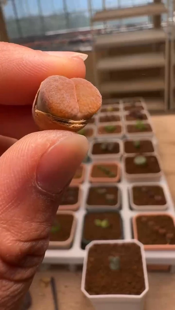 美丽的肉石头- 103