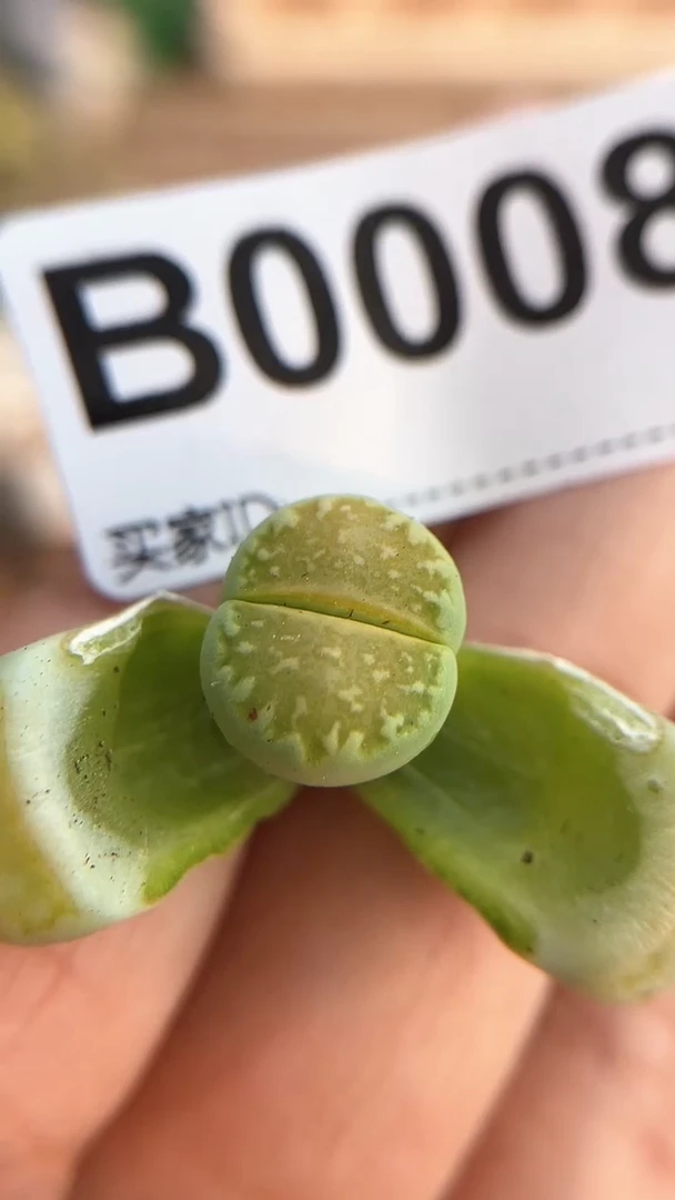 【闪购商品】0008 青柠