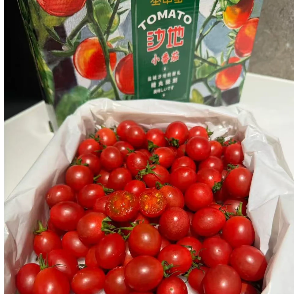 13 圣甲虫沙地小番茄 果皮薄脆  肉质紧实 净重2.2斤【只发河南省】