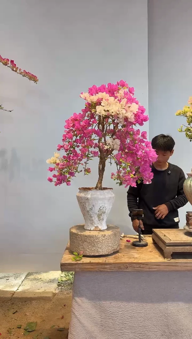 以实际为准三角梅20