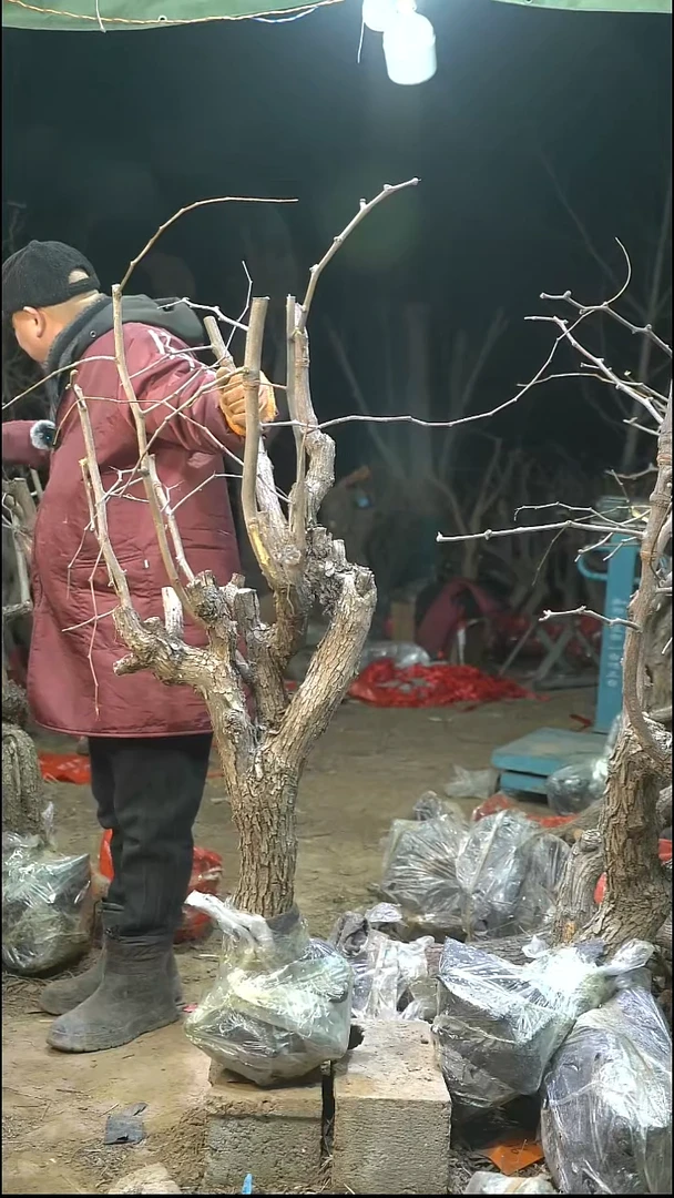 完全开放枣树423