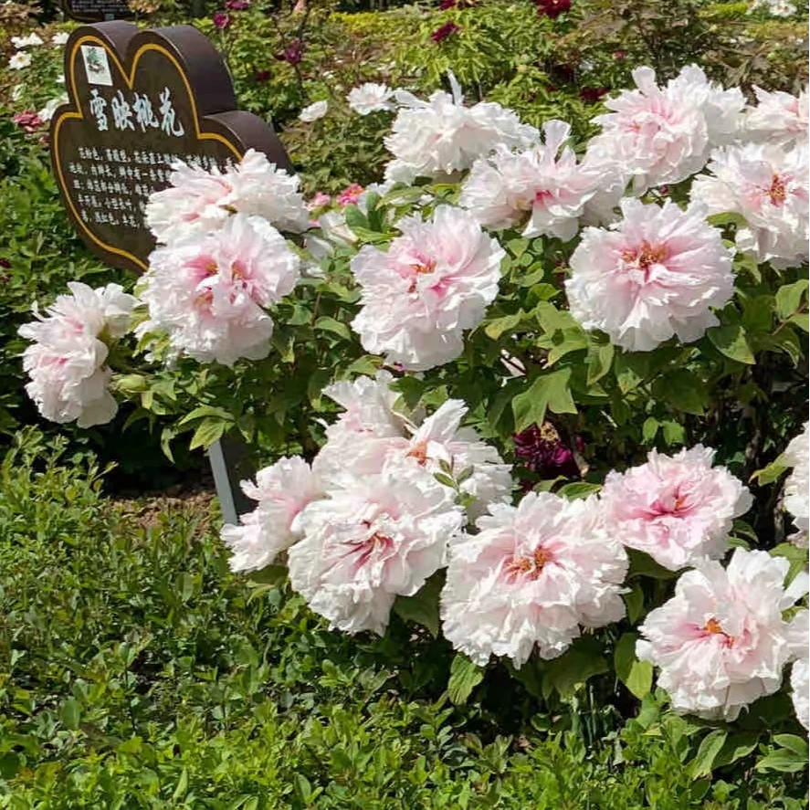 【雪映桃花】有三好 好养  好香 好吃 开花机器