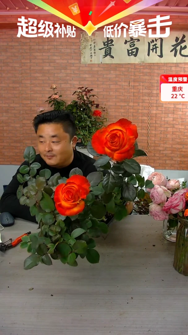 当前无花朵，栽培后可花朵高合魔术
