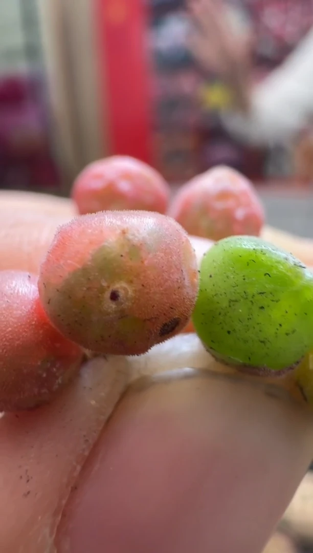 【闪购商品】14-22猫耳空蝉一颗