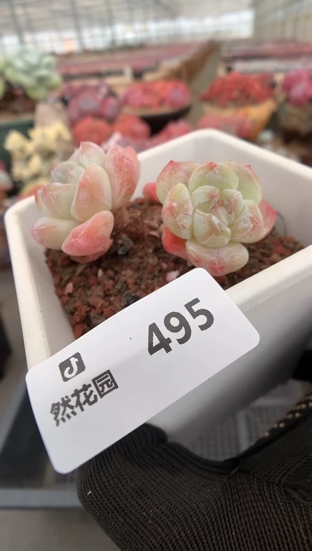 495冰玉一物一拍