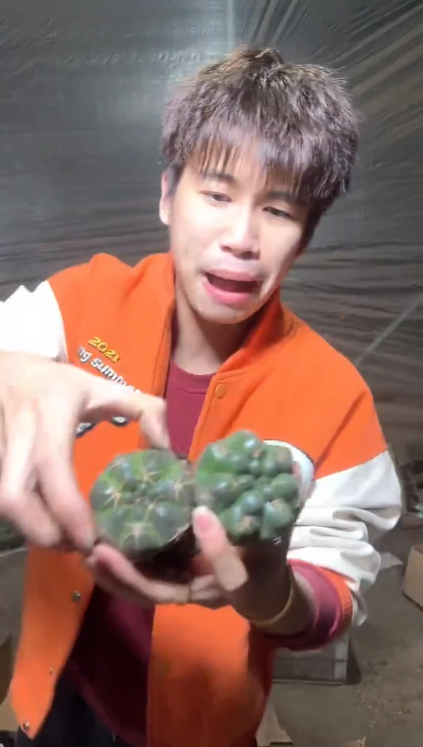 3颗 实生根  美花海王