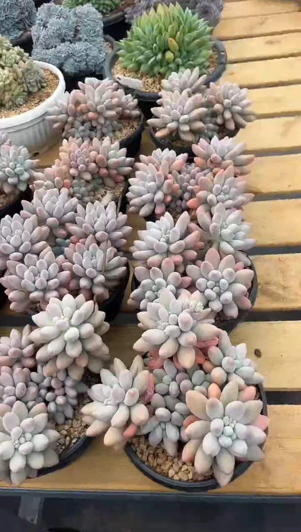 密多莉