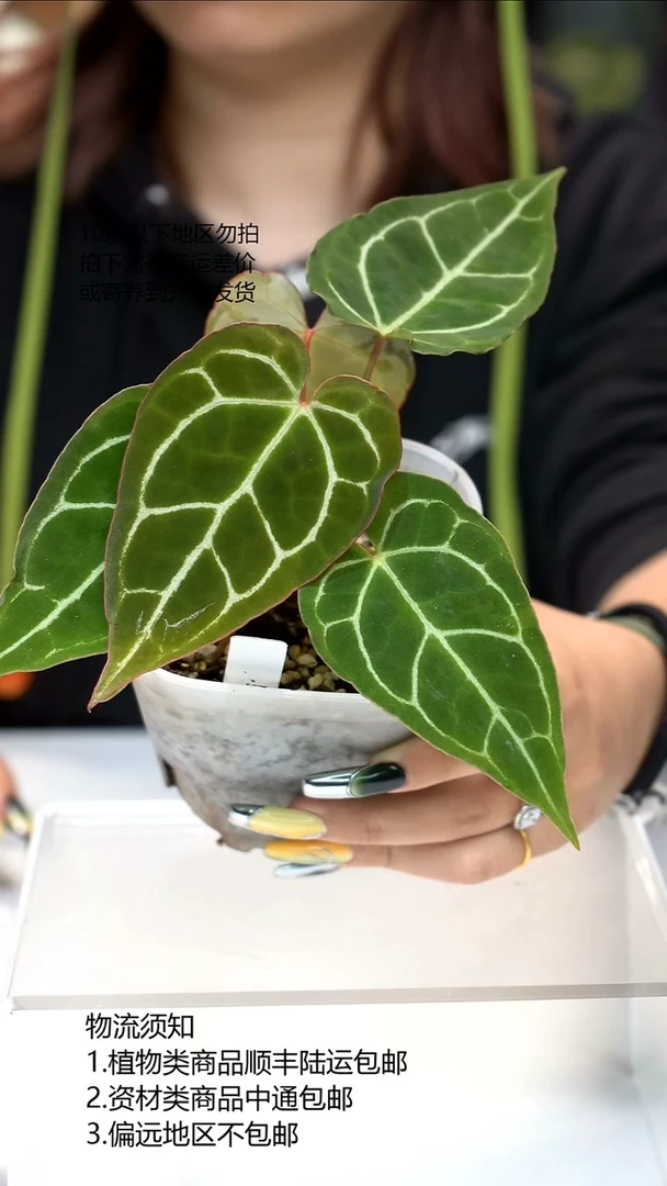 完全开放双头龟甲花烛