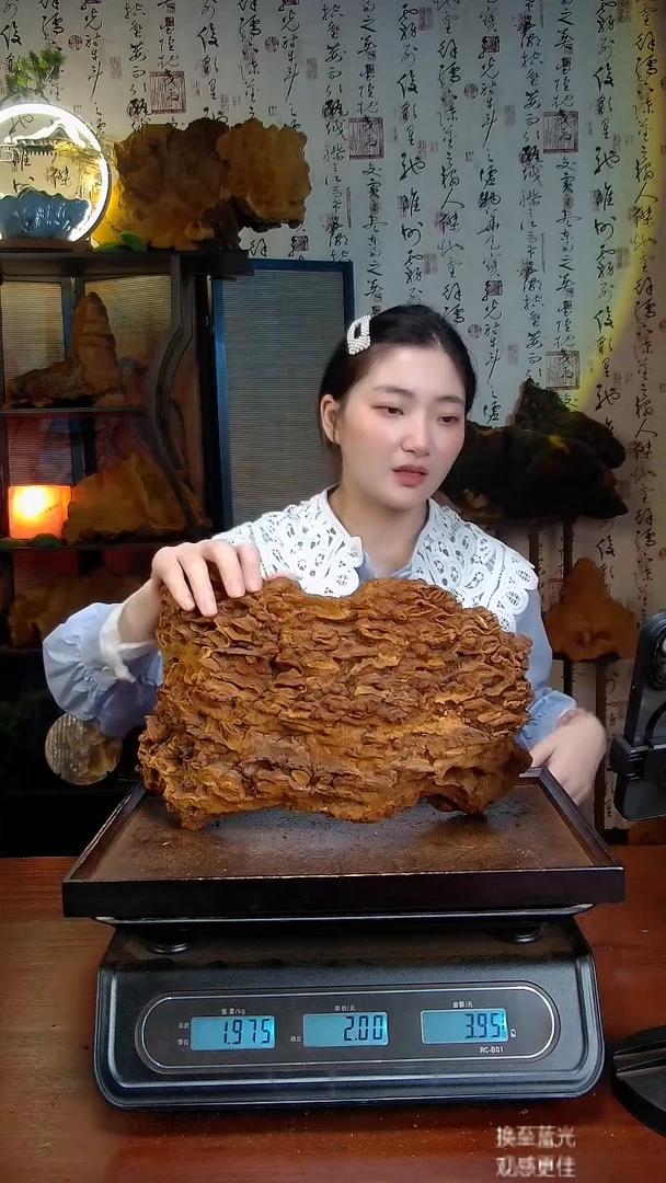 松针层孔菌中国大陆【藏区 野生】松树桑黄（3.84斤）50-60年份