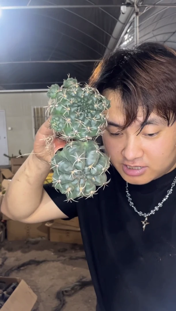 2颗 6-8cm 绯花玉 实生根