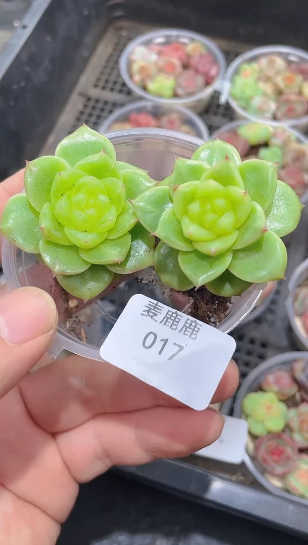 017A308    量拍2颗
