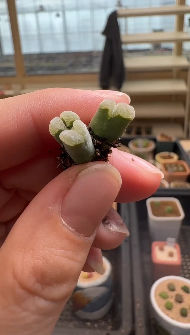 【闪购商品】2/4-208 幻紫