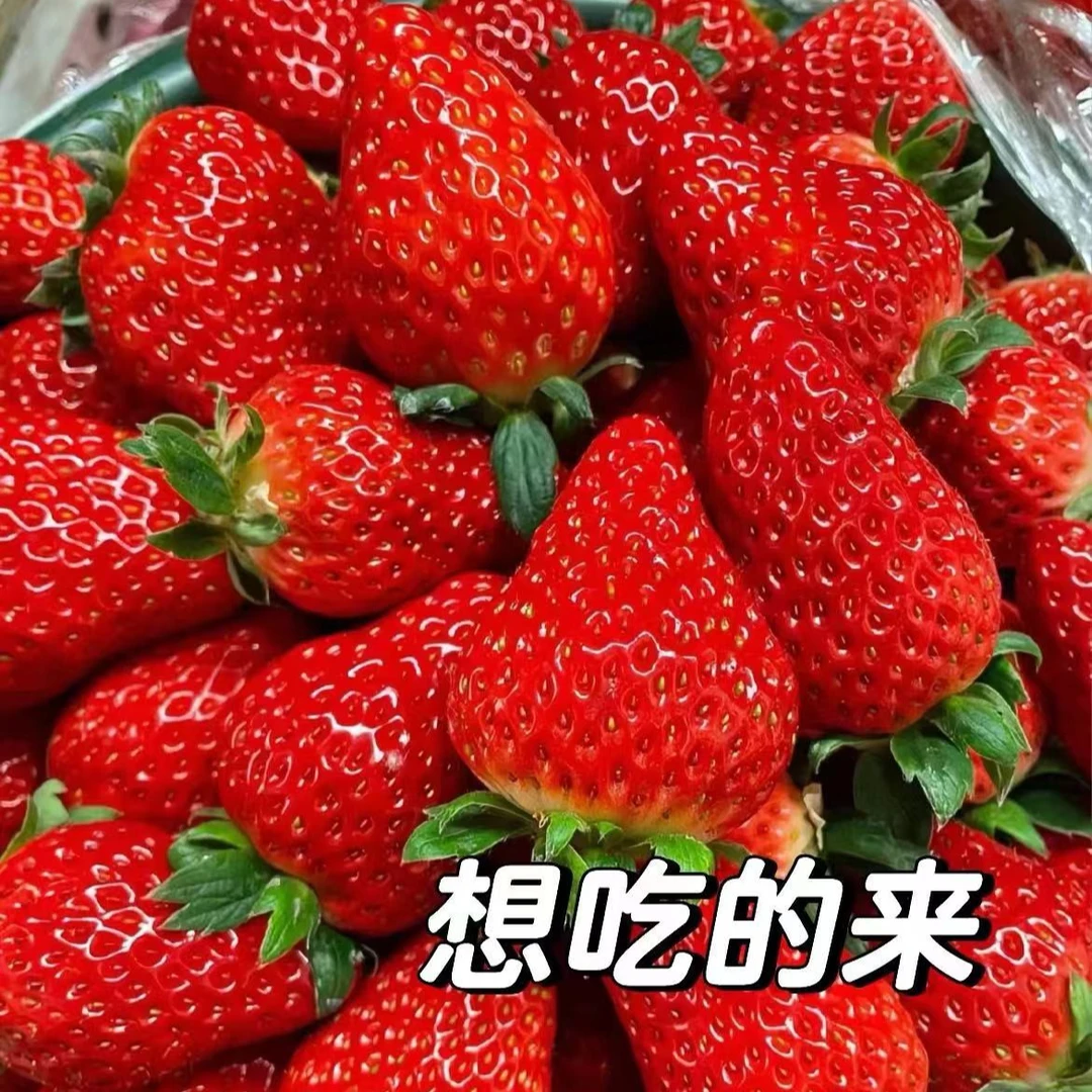 【爆款】丹东九九草莓1盒400g99草莓