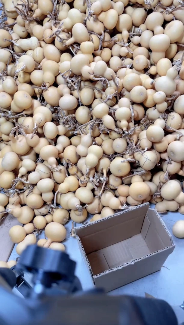 遥**你6个天然小葫芦不保龙头