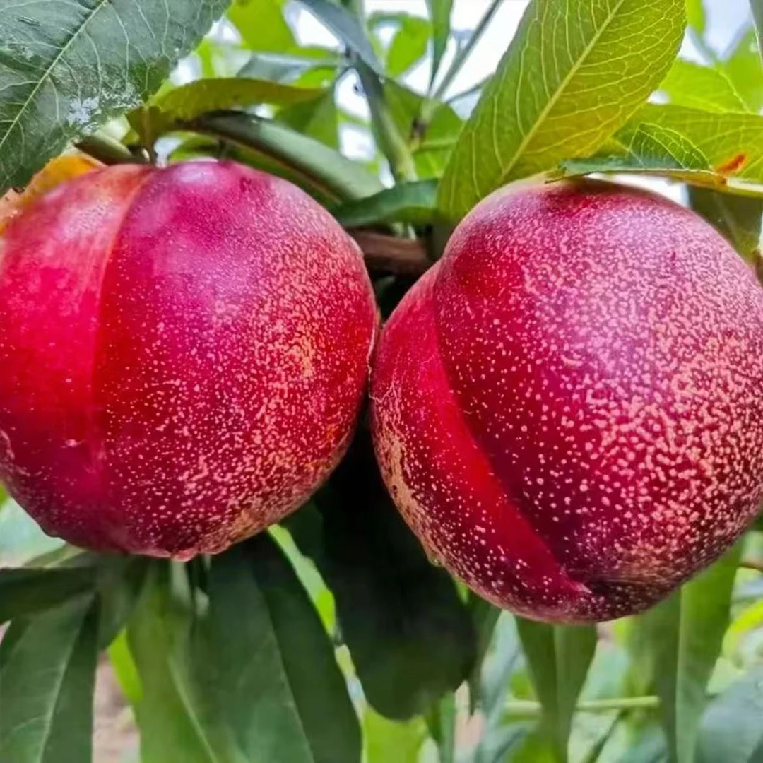 湖北头茬麻点小油桃原产地现采现发新鲜上市脆嫩香甜