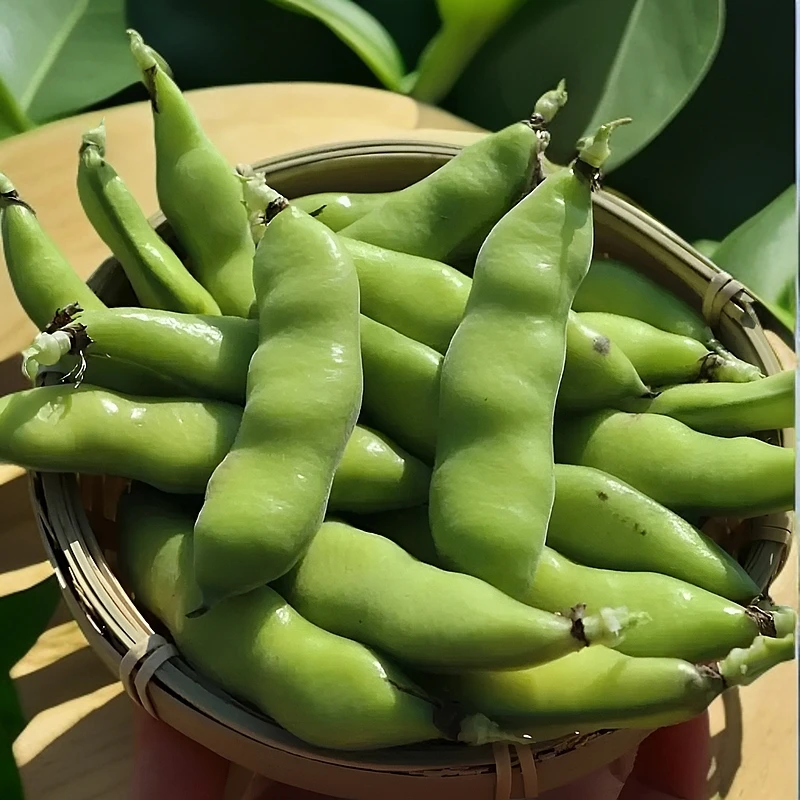 云南旱田种植蚕豆新鲜现摘