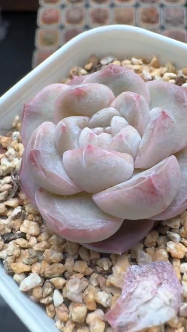 【闪购商品】144号珍妮多肉一物一拍3单包邮