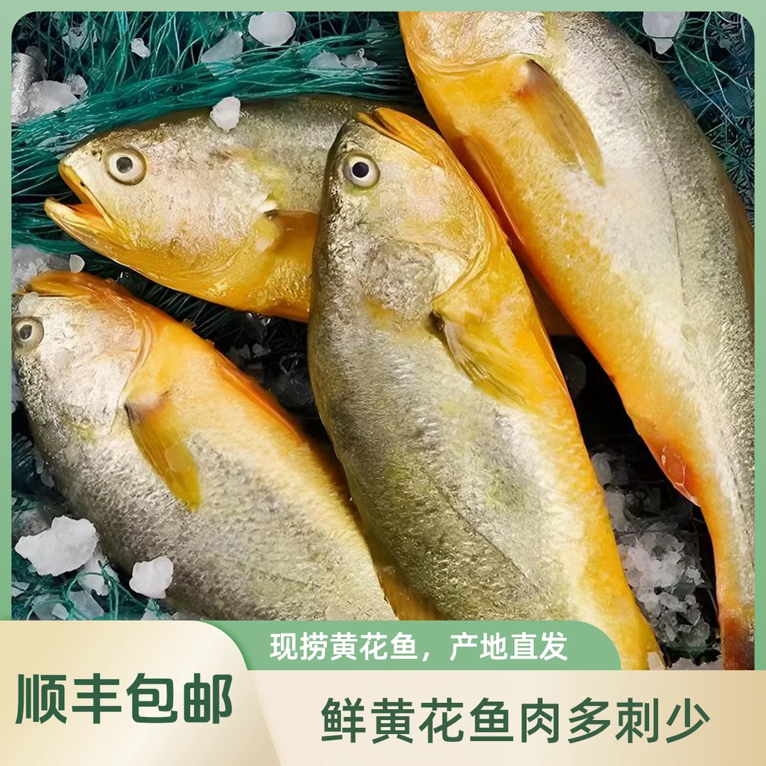 【花】新鲜黄花鱼 肉多刺少 单条净重9两-1斤左右 到手5条 顺丰包邮