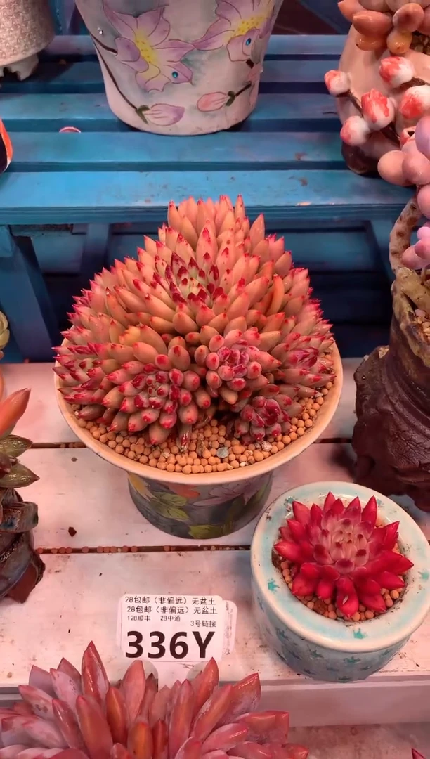 二代虞美人341Y（一物一拍，精品多肉，w所见即所得 ）