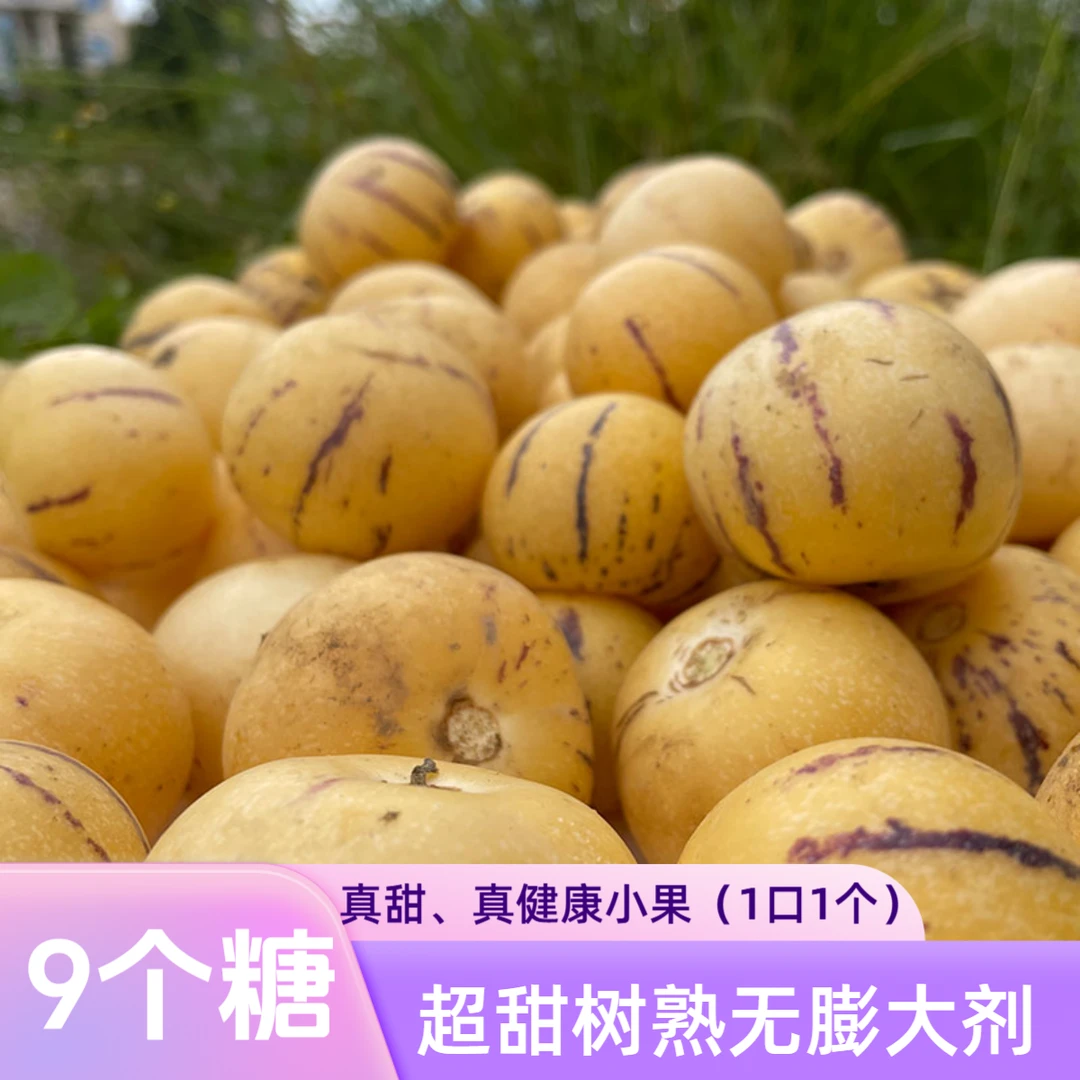 【无膨大剂树上熟口感好全黄小果】云南石林黄果肉圆果产地自种