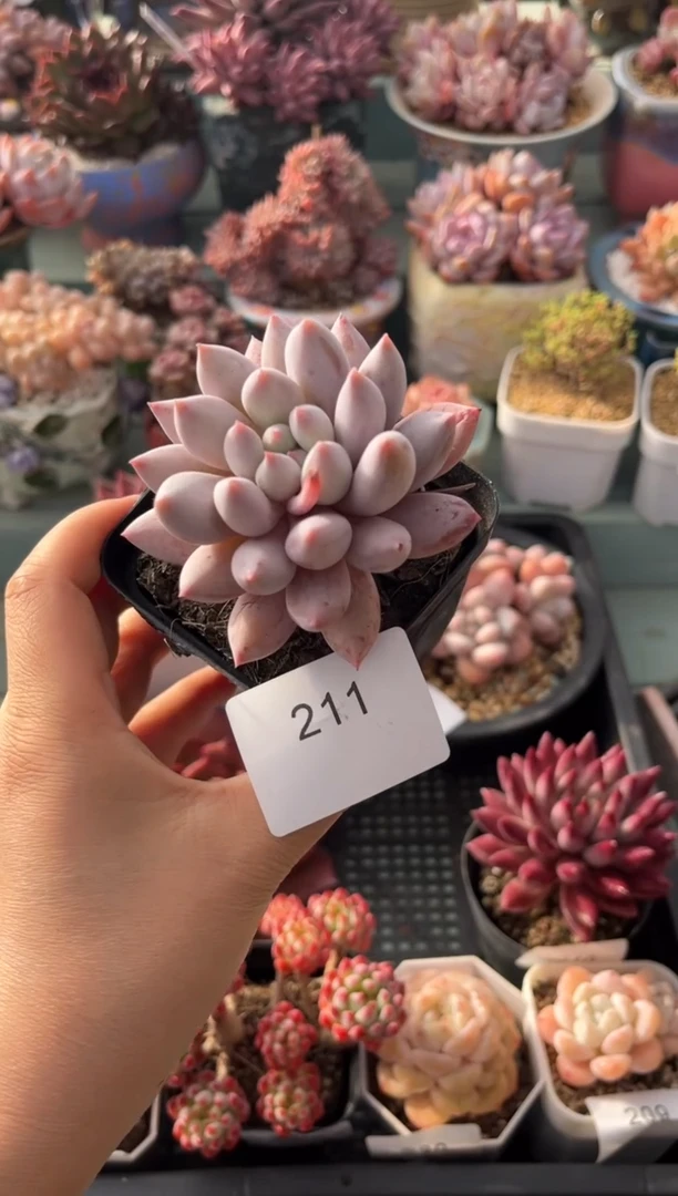 211单头所罗门多肉