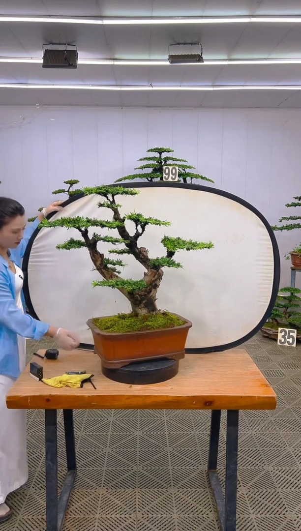 无花朵罗汉松盆景...