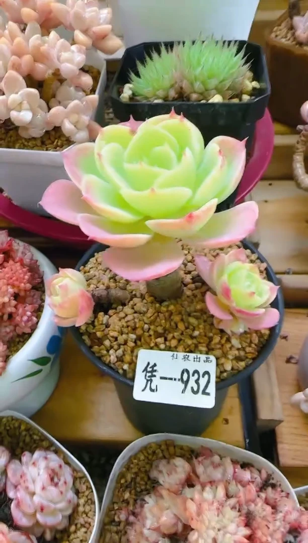 【闪购商品】凭—932—仙农（糖心玫瑰）