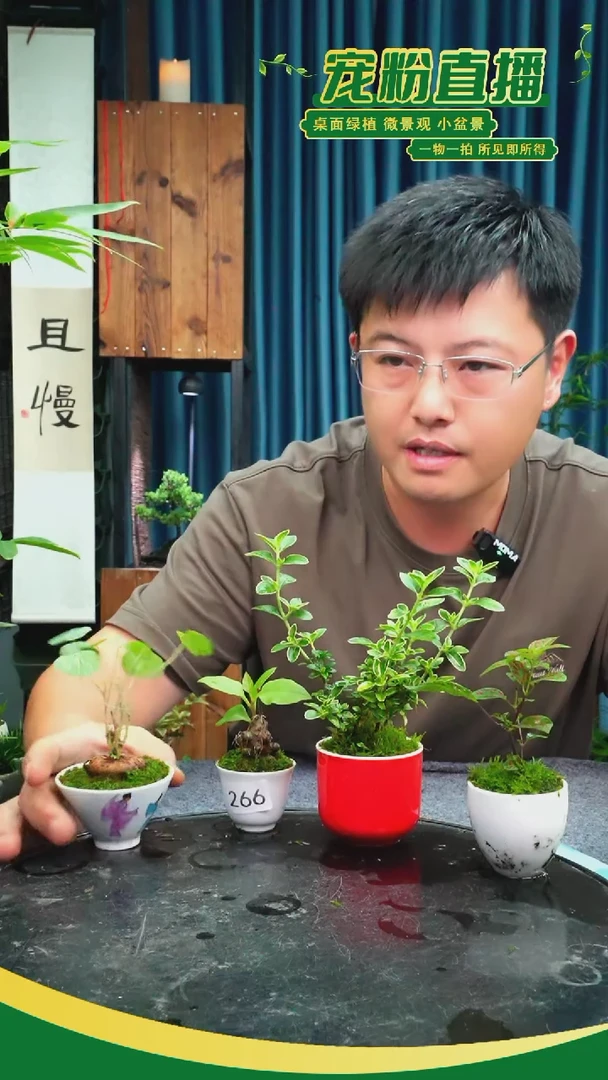 无花朵E****e苔藓微景观266号
