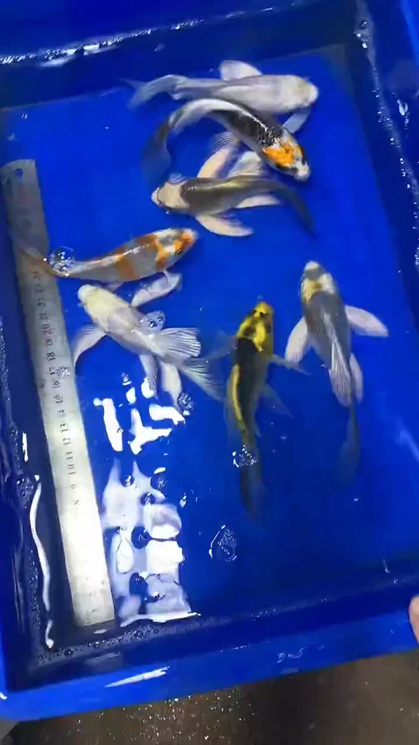 蝴蝶鲤鱼蝴蝶鲤直播选鱼专用链接