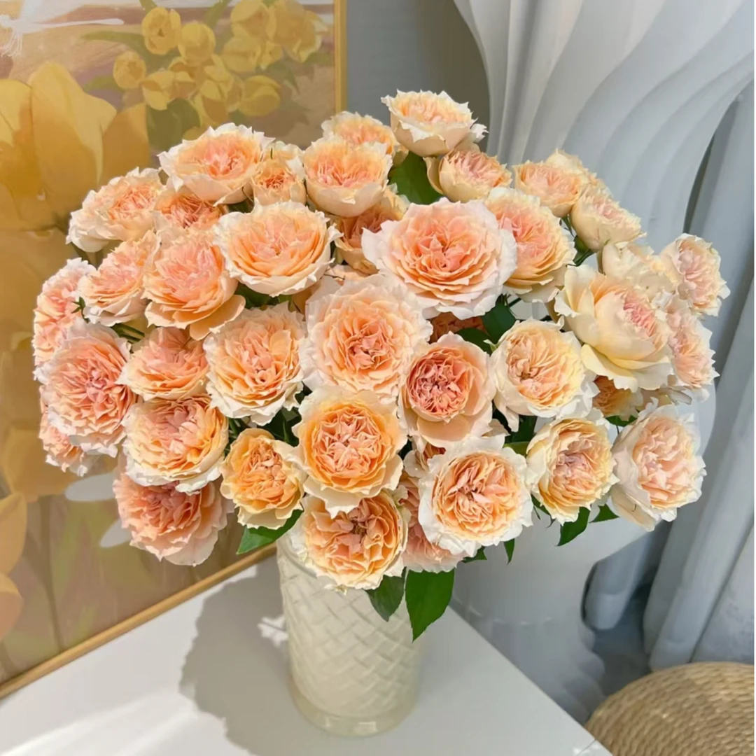 杏色啦啦队多头玫瑰【0度以下地区请拍保温棉，没拍的冻坏不售后】