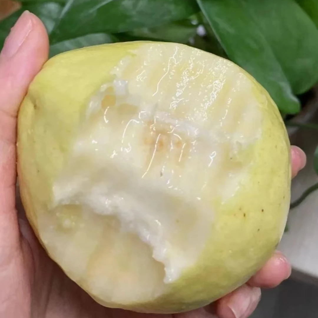 【顺丰】“糖乐乐”树熟奶油芭乐 一箱装带箱3斤左右非“旗芭”江浙沪皖