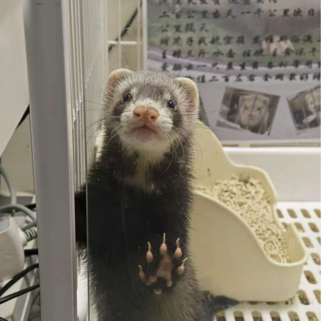 雪貂之家活体宠物雪貂链接浣熊色家庭陪伴宠物亲人可爱