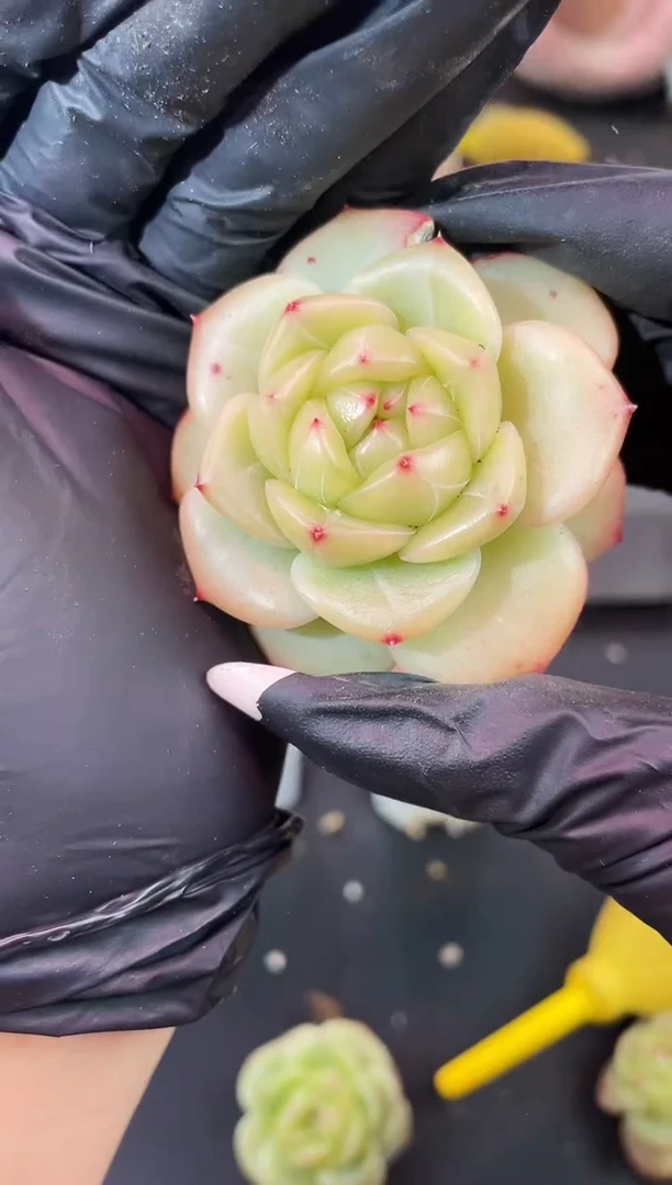 闪购1175  露华浓多肉一颗  4-5厘米