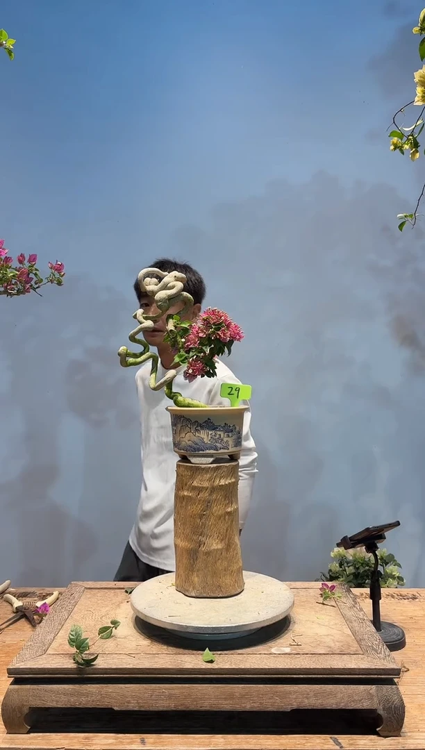 全部花朵?****️三角梅29