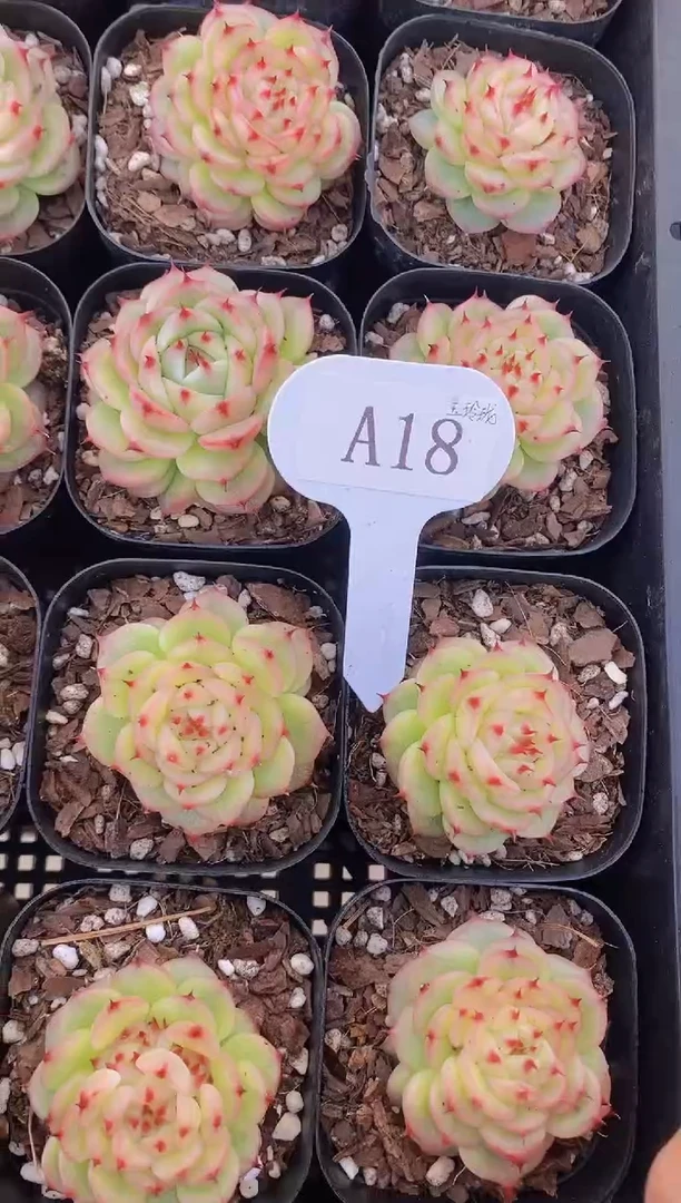 【闪购商品】A18-玉玲珑带盆土（量拍）