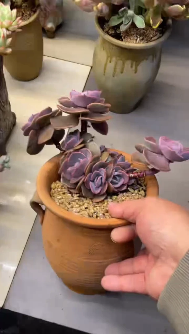 【闪购商品】123尘埃