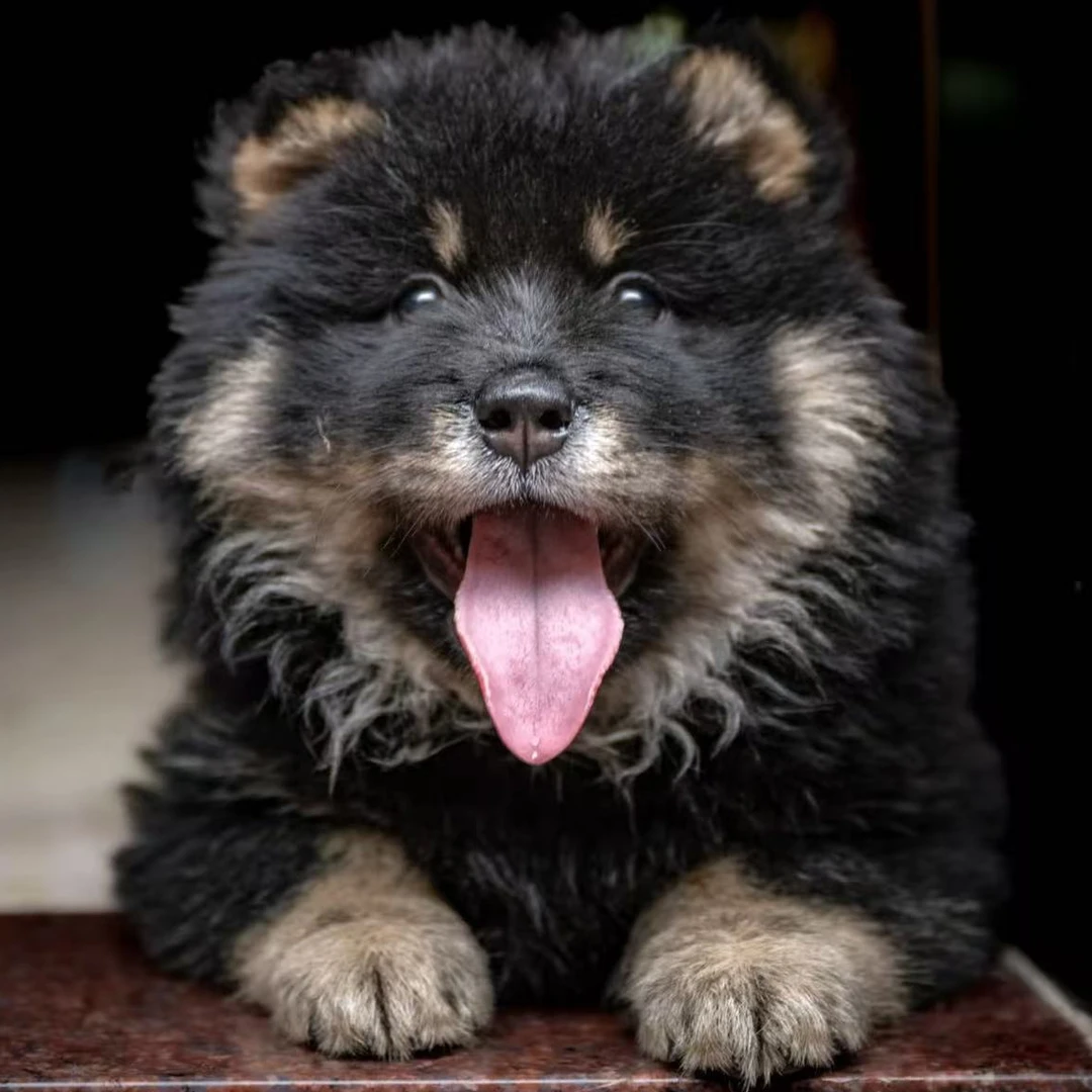 【阿涛田园犬】广西精品土松